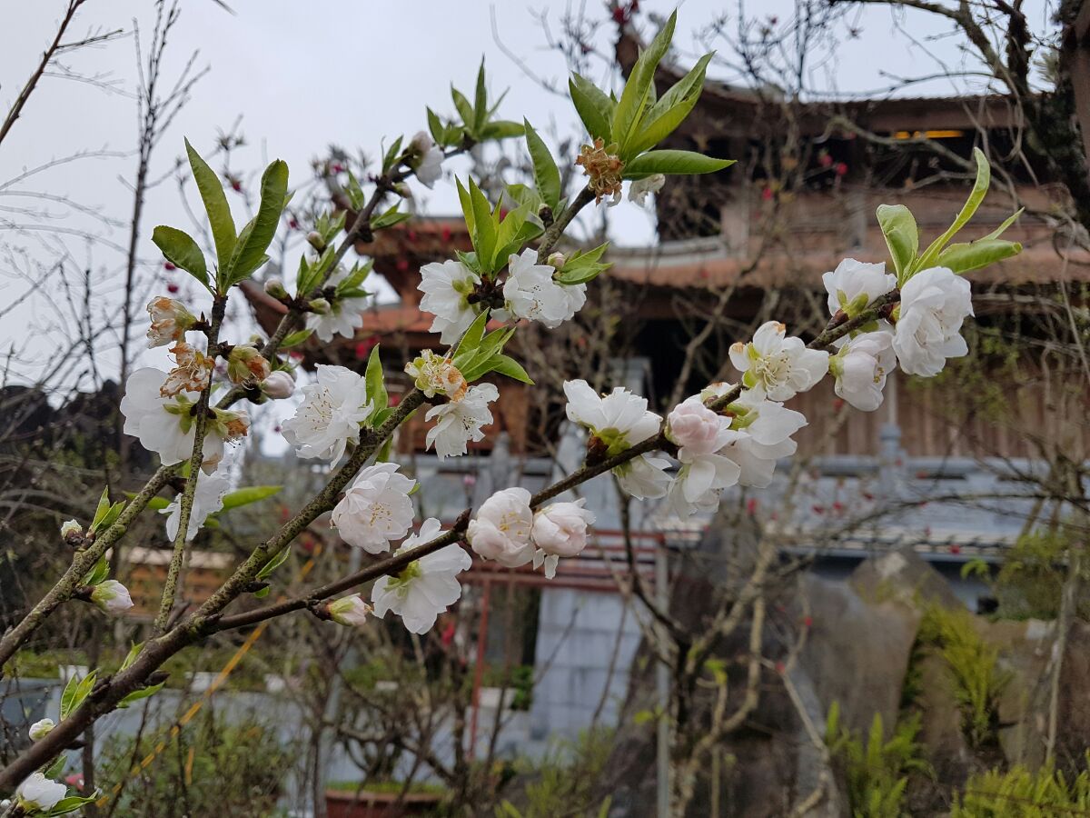 [-]Không[-]gian[-]hoa[-]đào[-]có[-]một[-]không[-]hai[-]tại[-]Fansipan[-]Legend